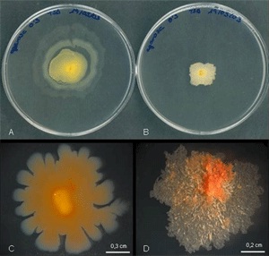 mycobacterium inteligencia de lujo