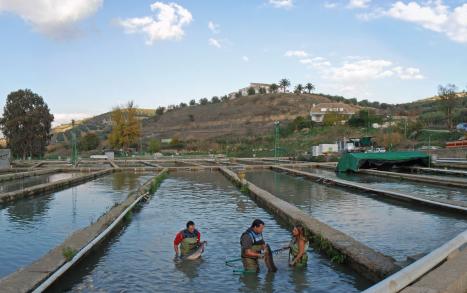 Piscinas de Cría de Esturiones. Riofrío es la única empresa española que ha logrado la certificación de Acuicultura Ecológica. Es la primera y por ahora única empresa del mundo que ha logrado producir esturión y caviar ecológico.