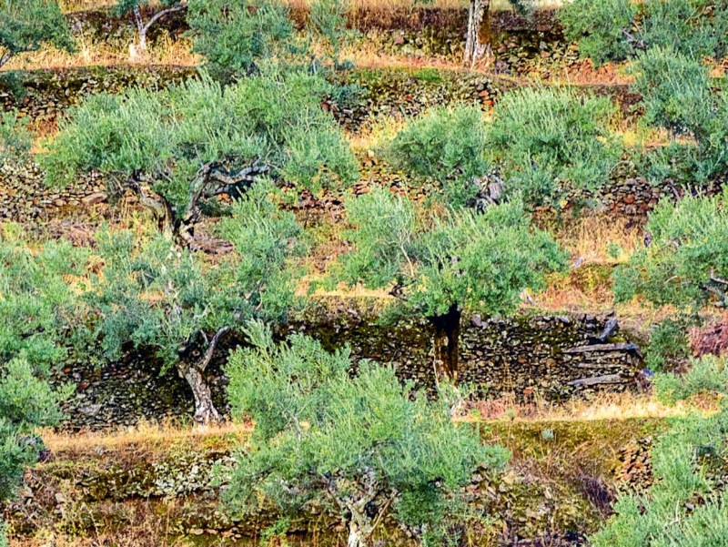 Olivos centenarios jacoliva