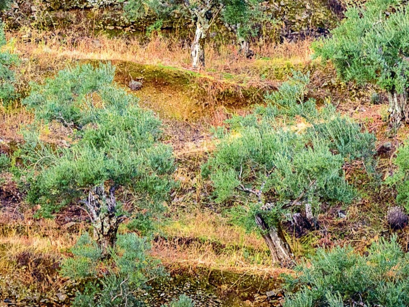 Olivos centenarios jacoliva