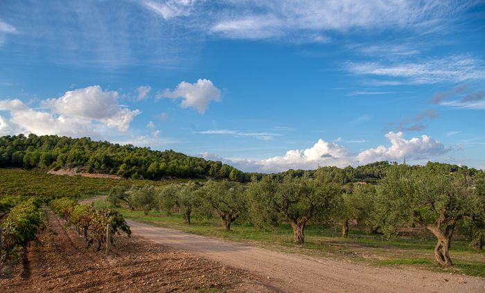 Molí Coloma de Sumarroca 