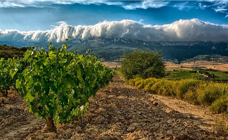 Ruta del Vino de Rioja Alavesa