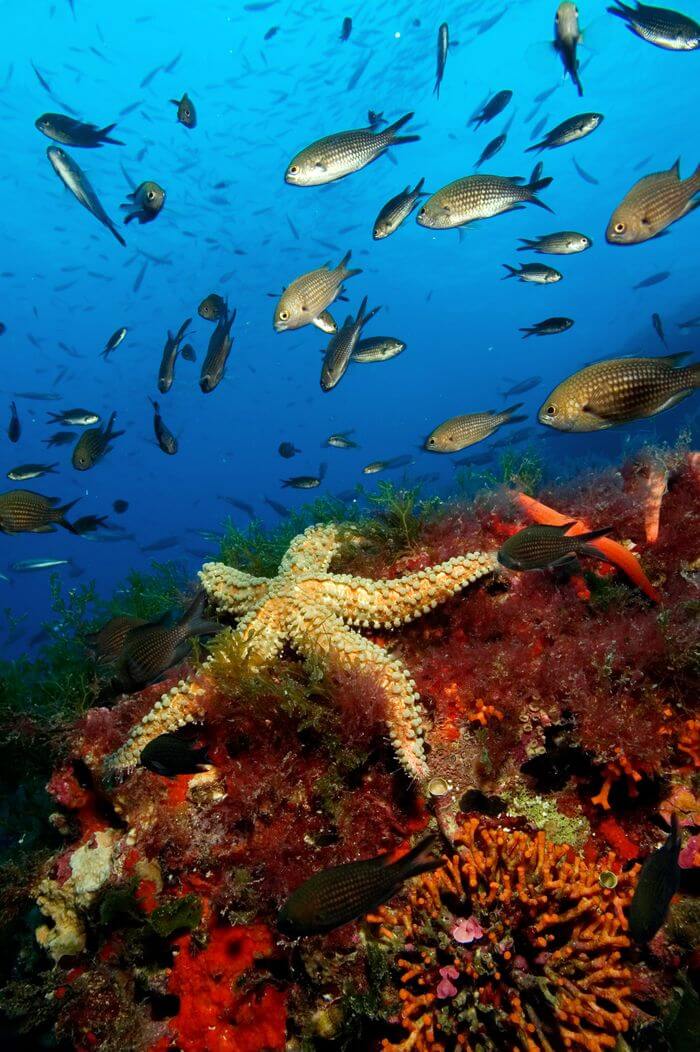 SUBMARINISMO EN FORMENTERA SUBMARINISMO EN FORMENTERA