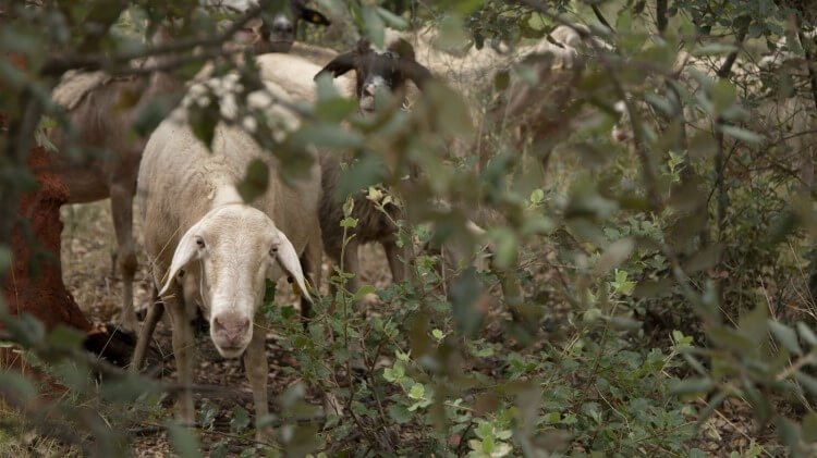 Rebaño de corderos Rebaño de corderos