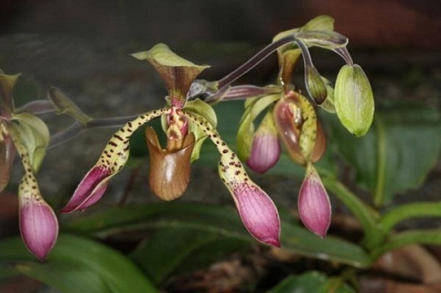 Las flores más lujosas del mundo