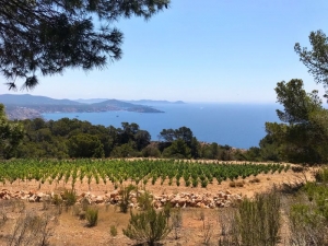 IBIZKUS “VINOS DE LA TIERRA DE IBIZA”