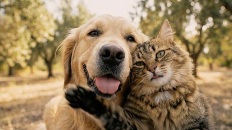 La marca Ownat ofrece una alimentación de calidad en los segmentos más premium, elaborada con ingredientes naturales para animales de compañía.