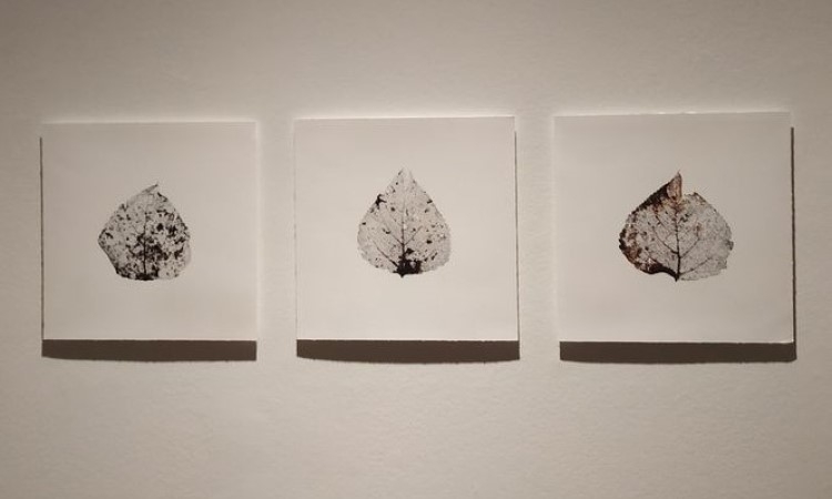 I‘Herbarium evanescente’ la exposición de Fotografía Artística de Julia González Liébana