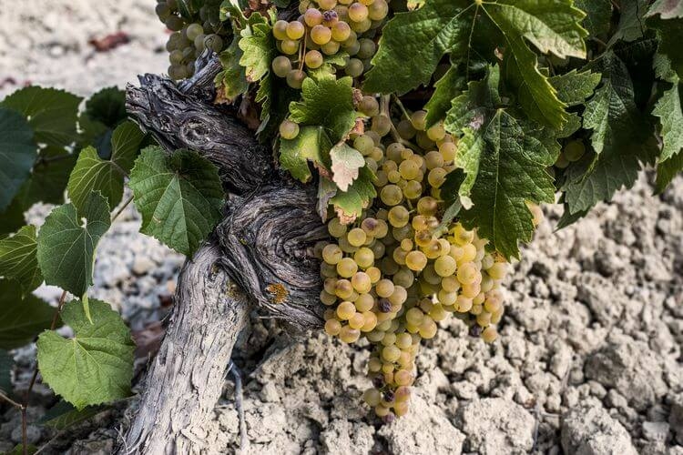 Nuevos vinos dulces ecológicos de la variedad Pedro Ximénez